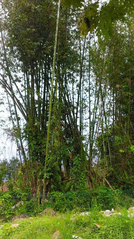 Kinabalu Poring Vacation Lodge Kampung Poring Екстер'єр фото